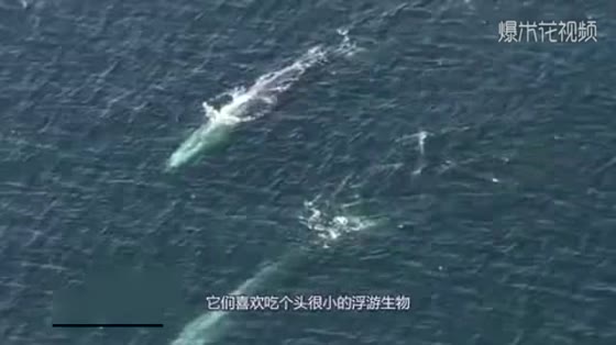 How big is the blue whale? It's really beautiful for foreign people to take shocks with UAVs.