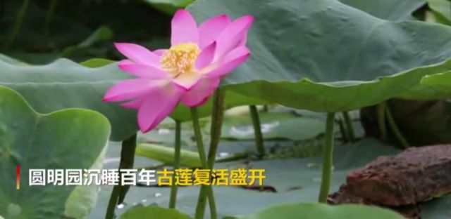 Ancient lotus sleeping for a hundred years "resurrection" blossoms and blooms 8 lotus seeds and 6 lotus seeds germinate in Yuanmingyuan