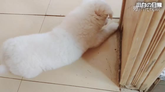 The puppy is so cute that it even demolishes the house. Would you give up fighting?