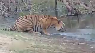 The tiger was drinking water by the river. Suddenly, it felt cold behind its back. When it looked back, it ran with its legs scattered.