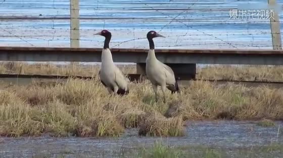 Giant pandas in birds, rare black-necked cranes appear in wetlands, let's take a look.