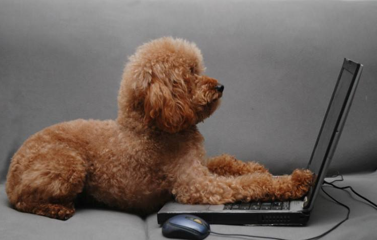 Shocked! Dogs are addicted to internet, so do owners of Internet addiction. Subvert your world outlook!