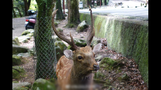 Japanese Nara-ken deer eats plastic and is tragically dead. The plastic bag in the stomach weighs 4.3 kg.