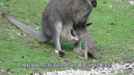 The safest place in the world is in my mother's pocket when a kangaroo knocks on me.