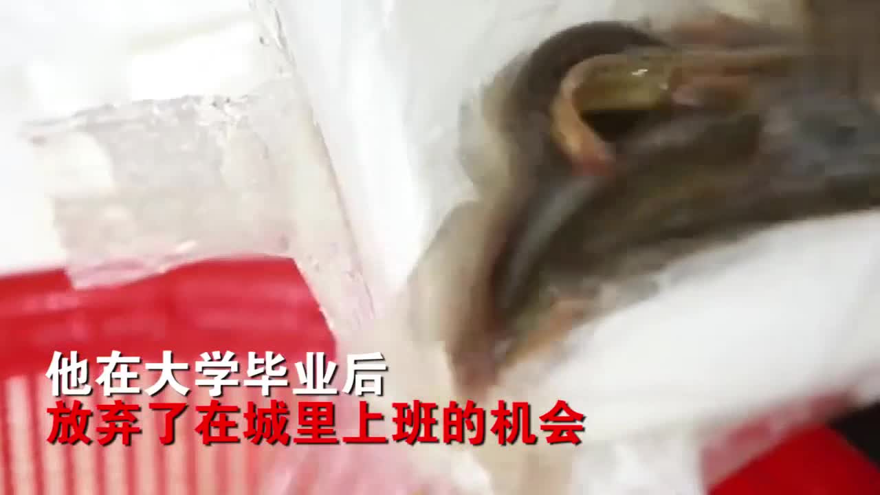 College students go back to the countryside to raise loach, and their mother-in-law will catch up with the kitchen knife in the future. Today, she earns 60 million yuan a year.