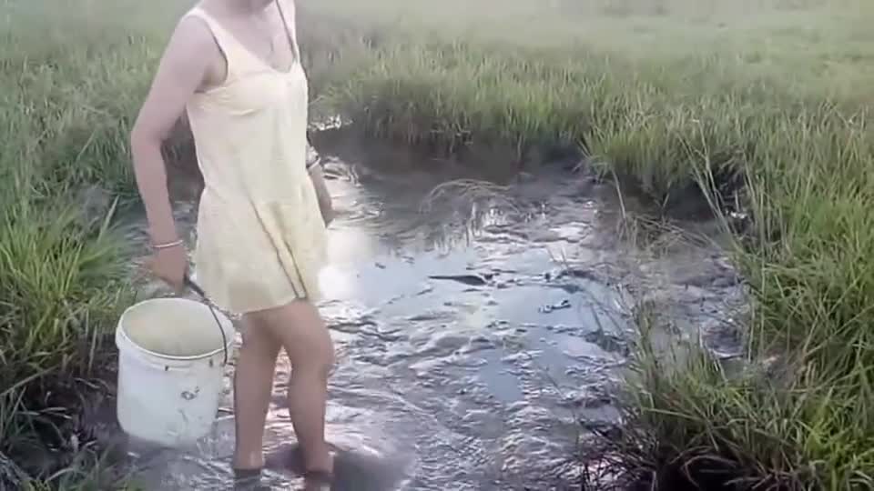 Cambodian Beauty Catches Fish in Rice Field. When the water is scooped open, the fish catches soft hands.