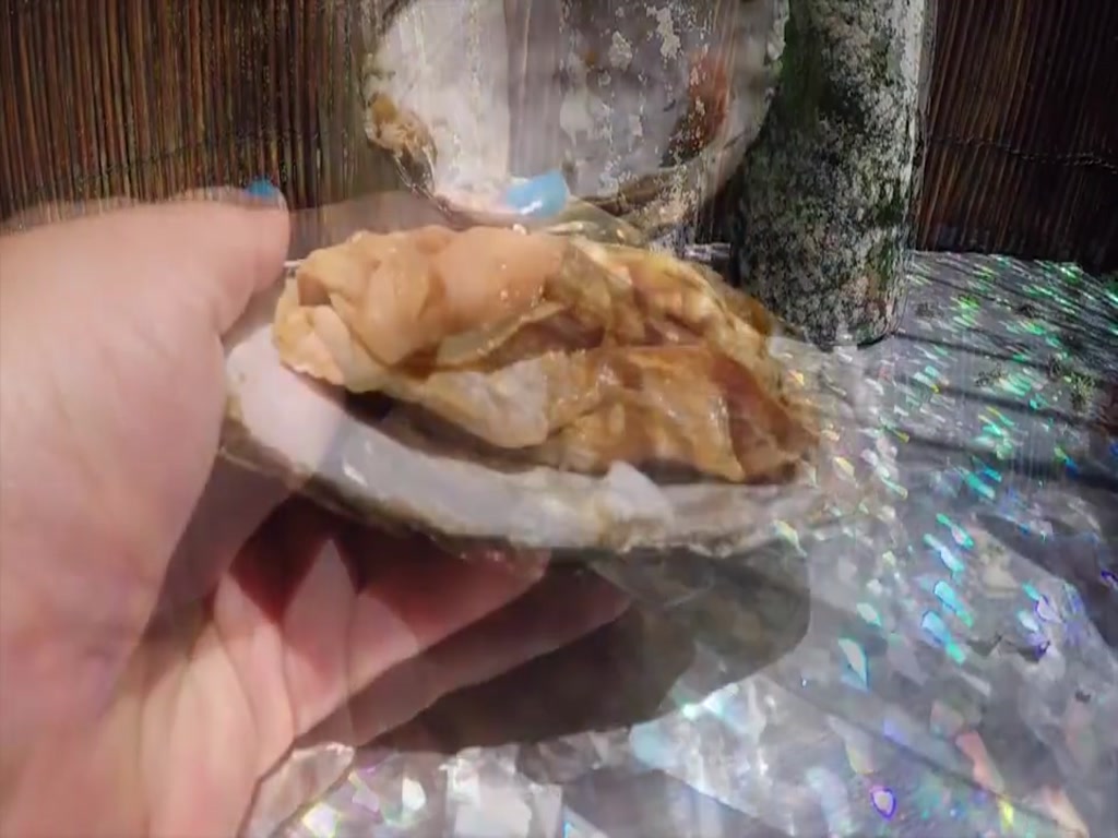 Overseas beauty raises 10 years "pearl clam", after cruel heart cut, discovers the value of great pearls!