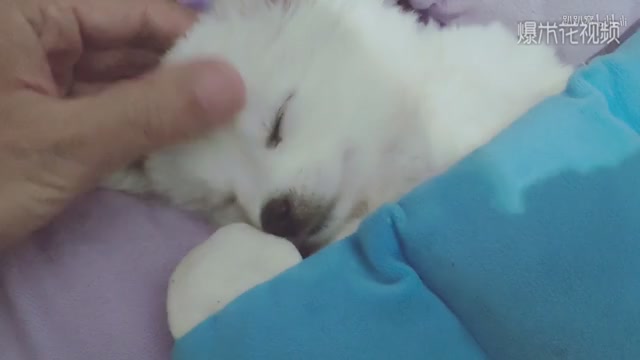 When I got up in the middle of the night, I found my dog sleeping like a cute baby.