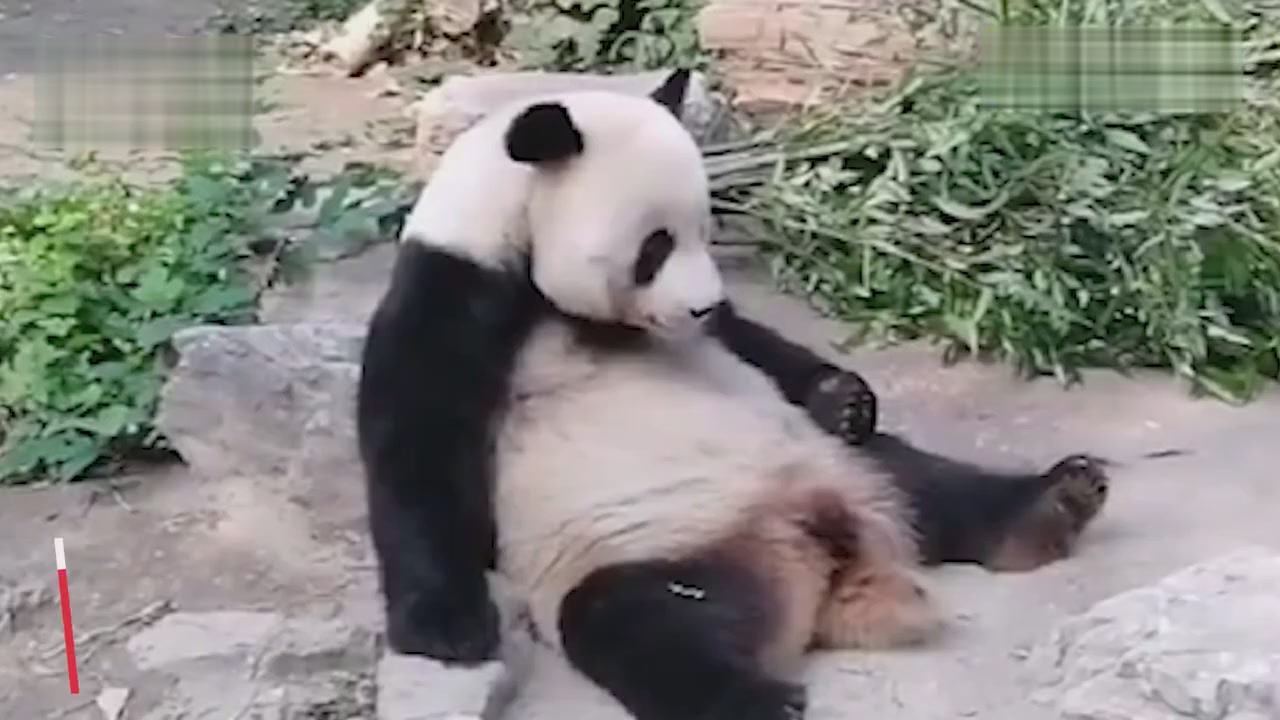 Too bold, national treasures dare to smash! Beijing Zoo Responds to Giant Panda Damage