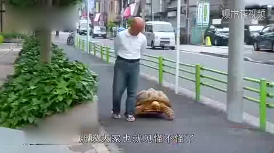 The old man bought a tortoise, but he didn't expect to become a Big Mac 20 years later. Walking dogs and everything is weak and explosive