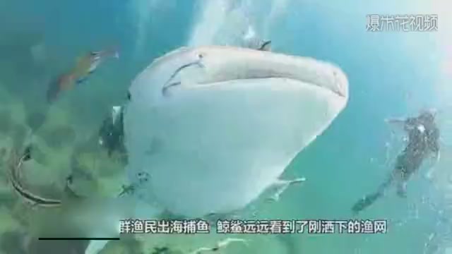 Smart whale sharks find holes in their fishing nets and immediately suck on them in a way that is super-satisfying. The camera records the whole process.