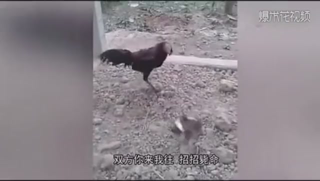 Birds fight cocks, who wins in the end? You must have guessed wrong.