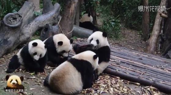 Five national treasure groups are eating and broadcasting. Chenglan, the panda, is hiding, so you can't see what the bears are eating.