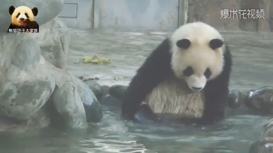Giant Panda Qiyi sits in the pool and pokes his paw to clear the waves. By the way, he thinks about Xiong Sheng. It's too germinating.