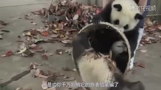 Panda can't bear to pull apart the house. Huo Huo's degree is comparable to Husky's. Baby's heart is bitter.