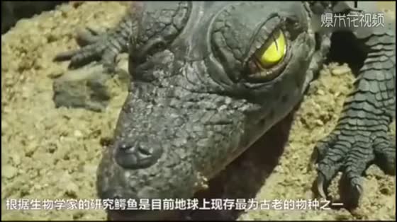To be a dead foreigner, an American man dressed up as a dinosaur to provoke a crocodile and was almost bitten.