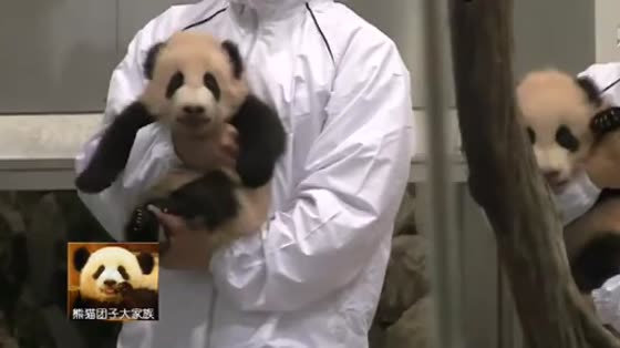 Two Panda babies were embraced by their grandparents. After greeting the audience, they were finally able to rest.