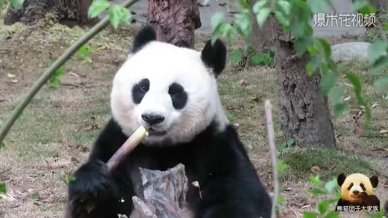 Panda Zhaomei eats bamboo shoots, which is fragrant. The fat plate with big face wants to pinch it.