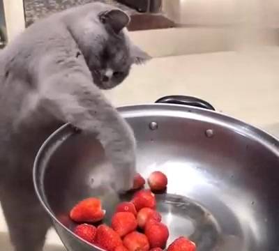 It's not easy for the cat to eat a strawberry. The owner knows how to record the video. Can you help?