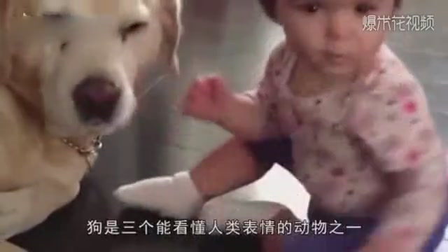 Every day the dog is confined but pregnant, the owner is very puzzled, after watching the surveillance, the owner is foolish.