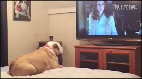 The camera recorded that the pet dog watched the horror film at home alone. It was so annoying.