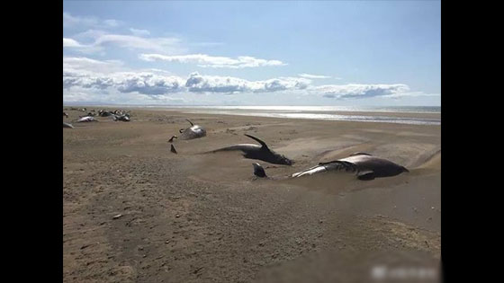 More than 50 whale bodies appears in Icelandic Longufjorur beaches.