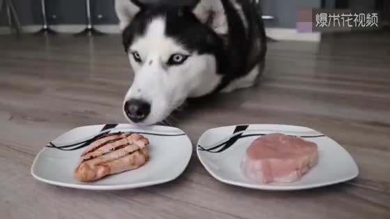Put the fried steak and raw meat in front of Husky. Which one will Erha choose?
