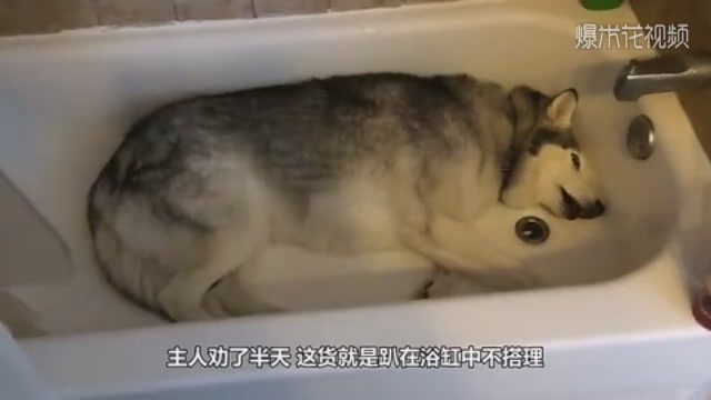Five Alaskan dogs take a bath, sprinkle flowers open, hold back and don't laugh