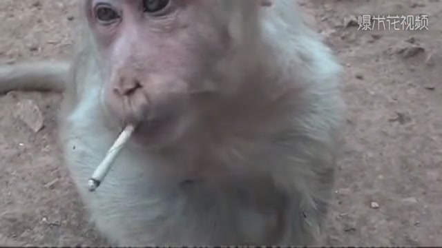 One-armed monkeys are so fierce that smoking is a soul-stirring phenomenon.