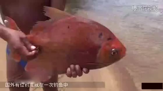 Fishermen unexpectedly harvest weird fish, teeth full of human beings, nightmares of all men