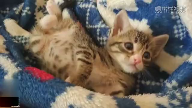 The kitten was resting and touched by its owner, so she got up angry.