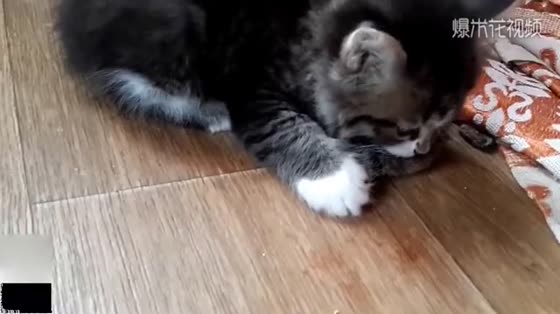 When the kitten has food, the owner does not recognize it and knocks on the owner.