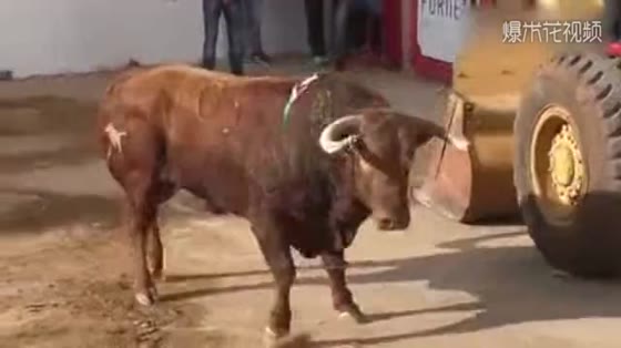 Bulls crash into tyres. That IQ is really worrying.