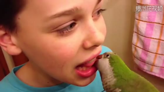 The parrot dentist goes online and pulls out the broken teeth for you in minutes.