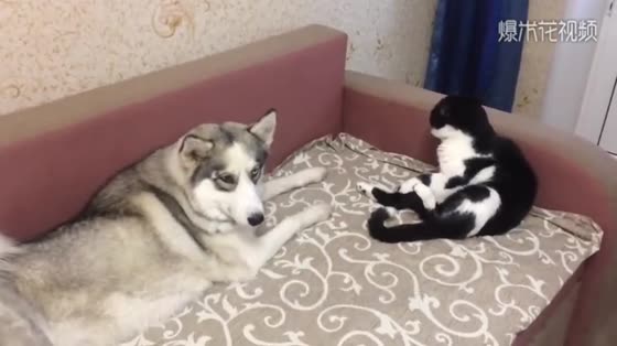 Dogs and cats add new CP. When the cows and cats meet Husky, the cats begin to change.
