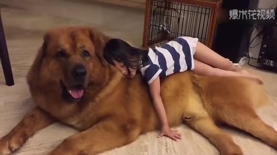 The Tibetan Mastiff with the best temper in history, its back is too safe, and the baby is very happy.