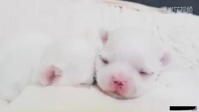 Maltese puppy, pink mouth. Isn't that tempting me?