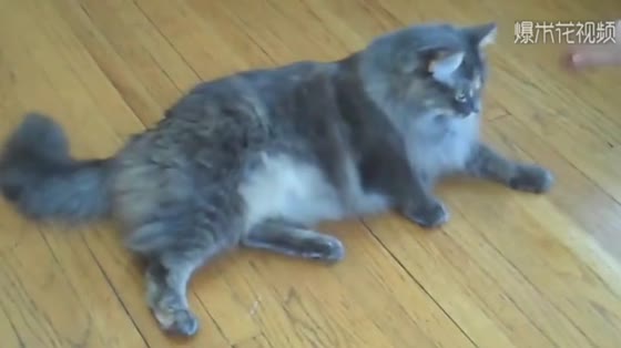 Unfortunately, super smart meows perform seven stunts in a minute