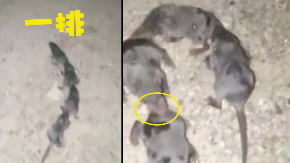 Strange! Take a picture of a row of mice biting their tails