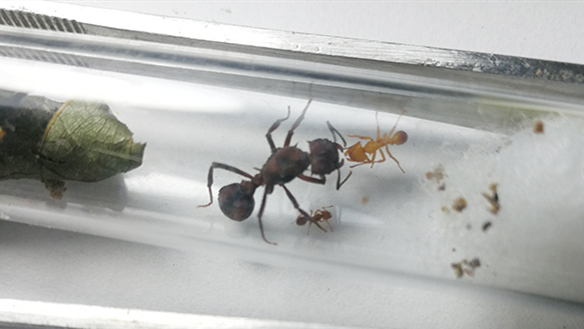 Changsha Customs intercepted foreign parcels and hid 43 tubes of "Big Mac" ants that can cut leaves.