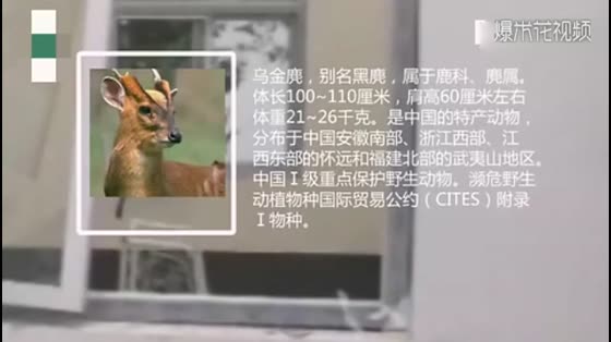 First-class protection animals, Wujin muntjac noisy campus also refused to arrest, after being arrested crying like a three-year-old baby