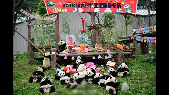 Happy time, Celebrate 18 panda babies 1 year birthday. 
