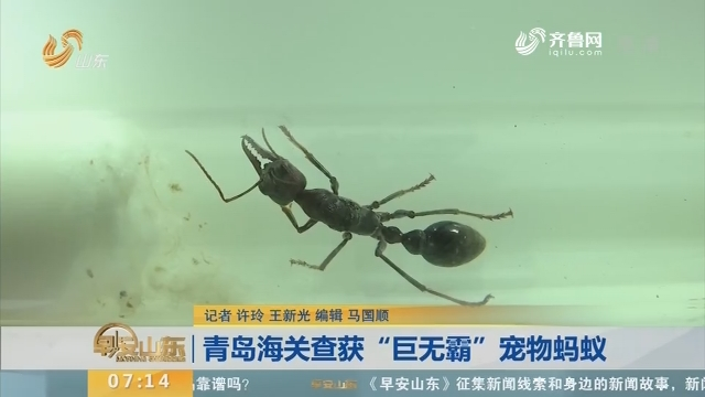 Qingdao Customs seized the Australian "Big Mac" ant: the length is comparable to the diameter of a dollar coin