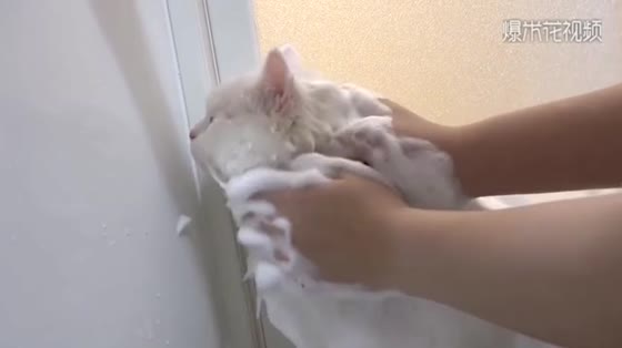 After watching the video, you know how to wash the kitten white. It won't resist.