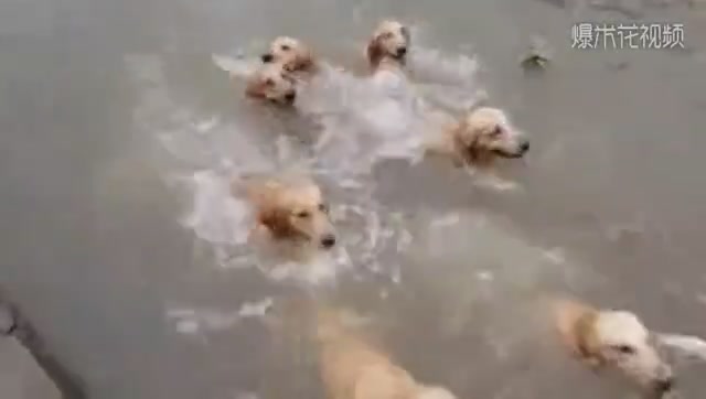 It was a spectacular swimming competition with more than ten dogs.
