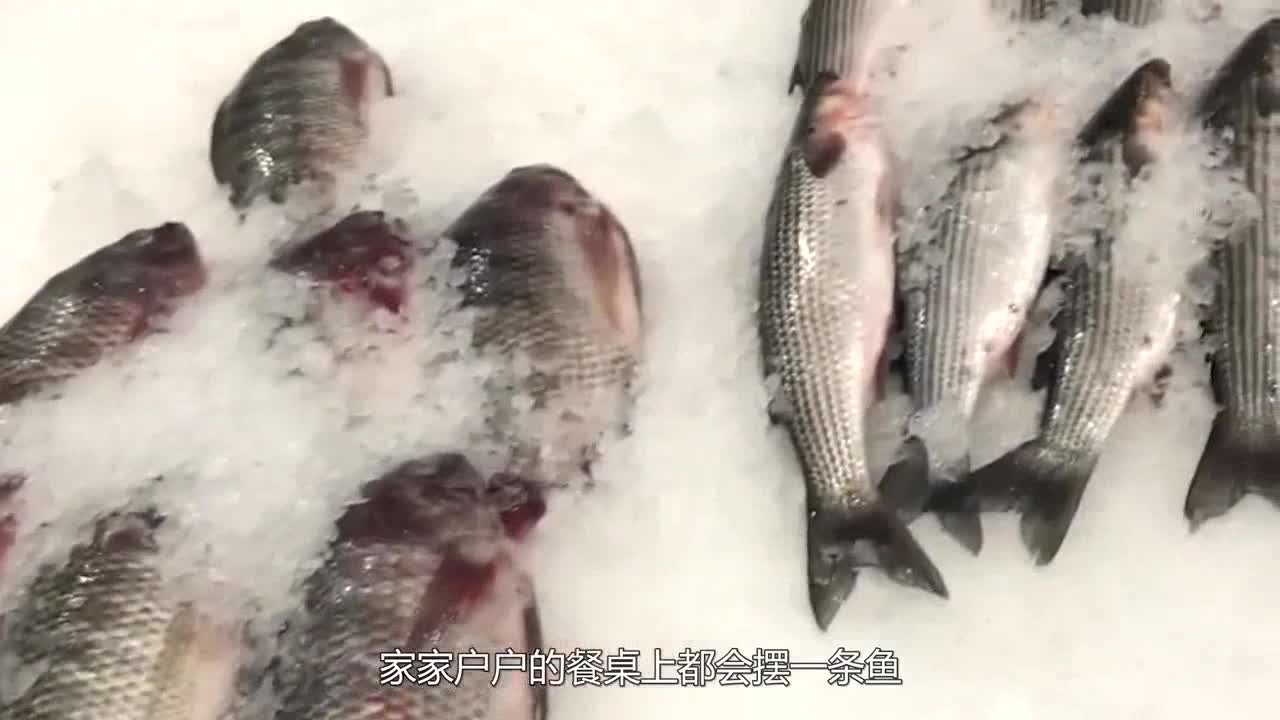 This kind of fish has run wild for 100 million years and never had natural enemies, but now it is lost in the mouth of "Chinese food"