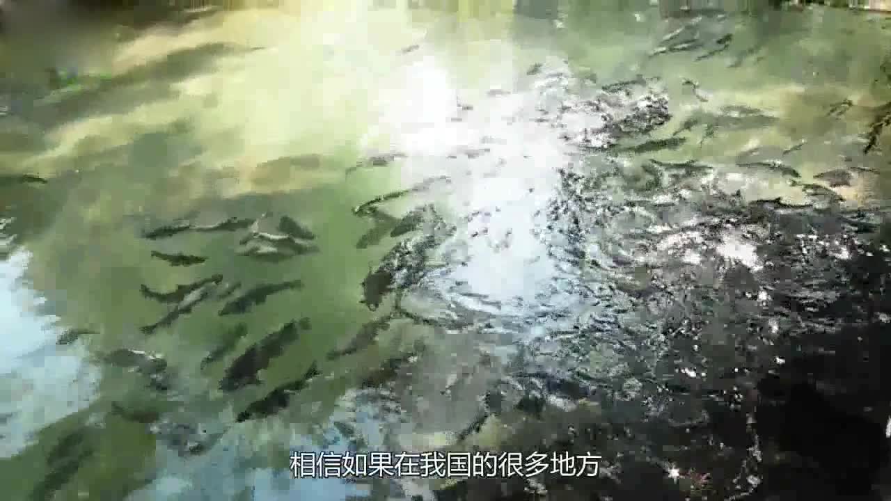 Vietnam has a magical fish spring. It spits fish all the year round, but nobody dares to catch it.