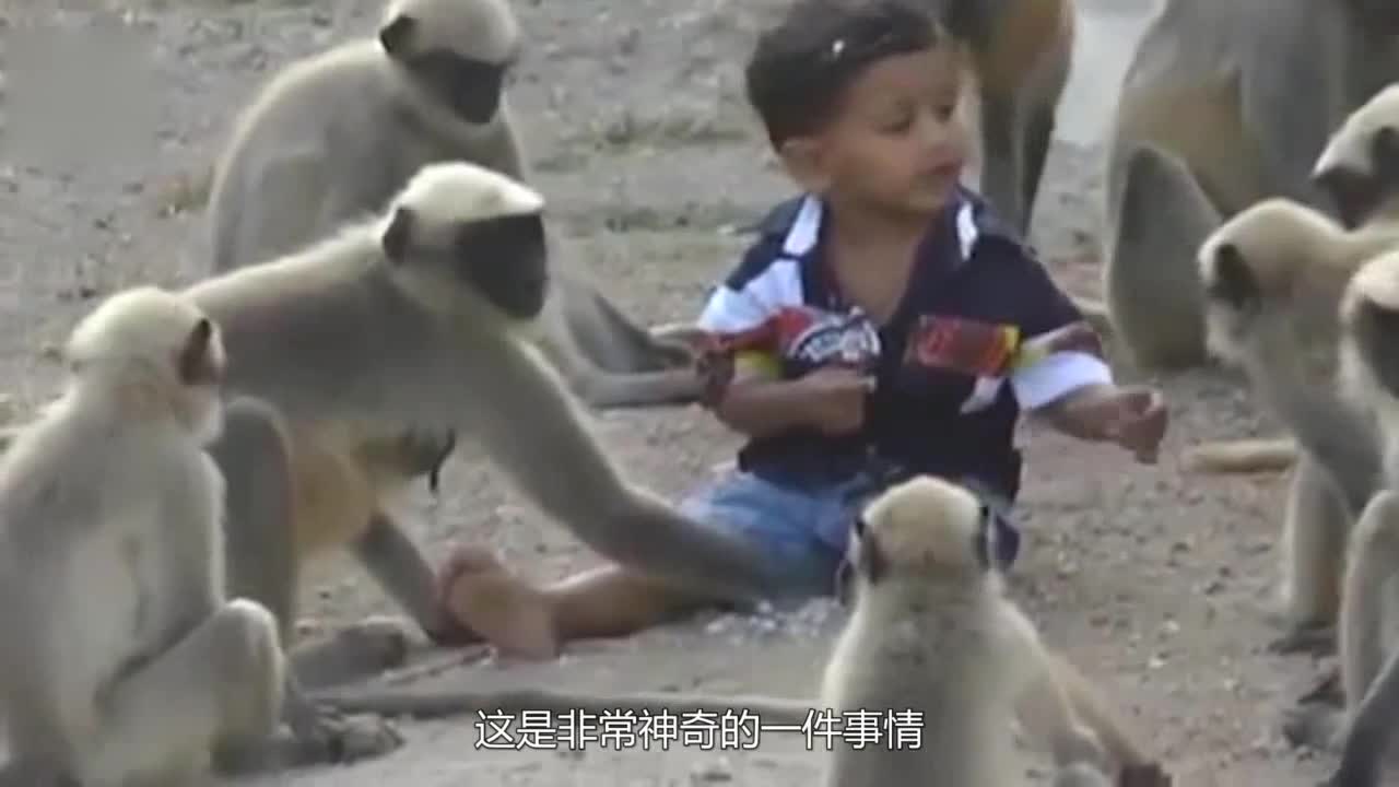 Indian 5-year-old boy "monkey language level 8", monkeys play with him every day, it is incredible!