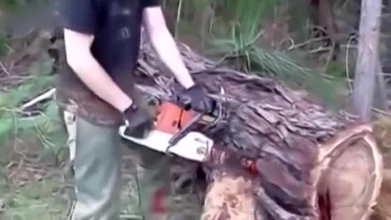 The young man saw the big tree flowing red liquid in the field. After splitting it with an axe, something happened unexpectedly.