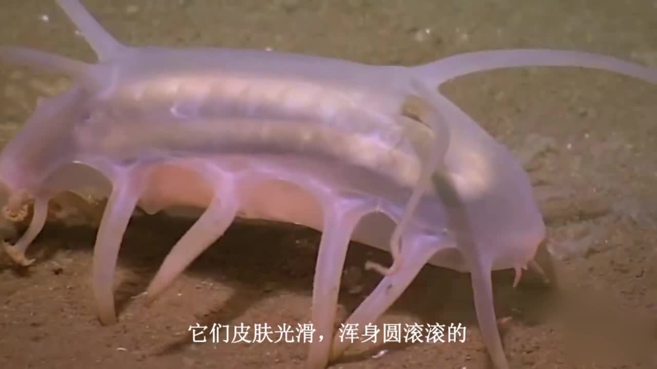Living in deep seabed "pig", the body is full of transparent sea water, a little stab will die.